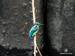 zimorodek, fot. Medard Bajlak