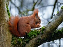wiewiórka, fot. Medard Bajlak