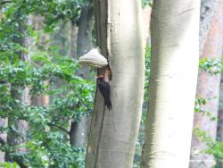 dzięcioł czarny, fot. Medard Bajlak