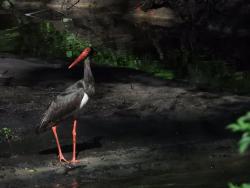 bocian czarny w dolinie rzeki Uklei, fot. Medard Bajlak