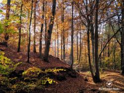 Jesień w lesie, fot. Medard Bajlak