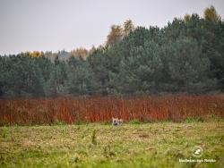 ziewający&#x20;ryś&#x2c;&#x20;fot&#x2e;&#x20;Medard&#x20;Bajlak