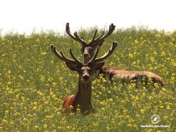 jelenie byki, fot. Medard Bajlak
