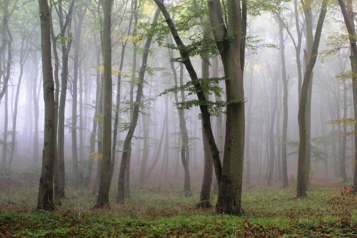 Na zdjęciu autorstwa Romana Janczyszyna widoczny jest grąd