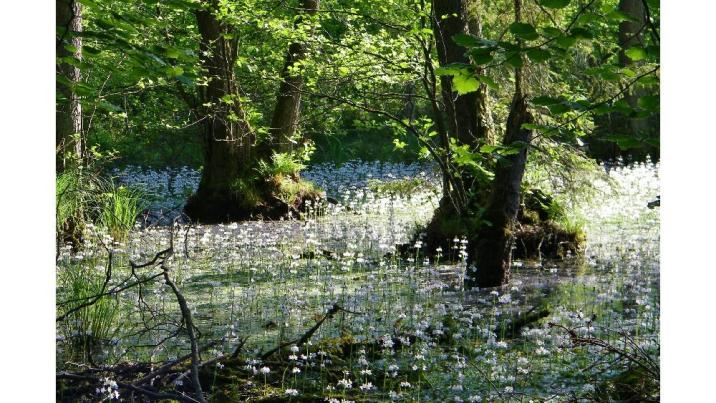 Na zdjęciu autorstwa Ewy Simonowicz-Woźniewicz widoczny jest fragment leśnego ekosystemu referencyjnego