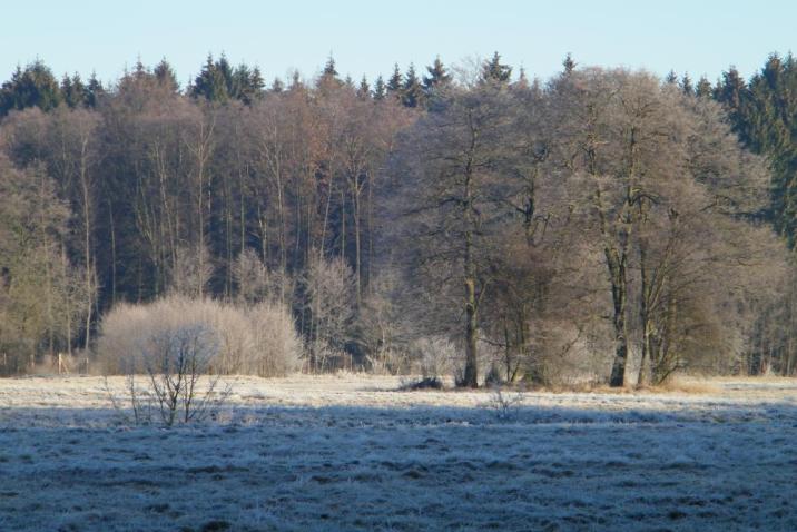 Zdjęcie przedstawia las